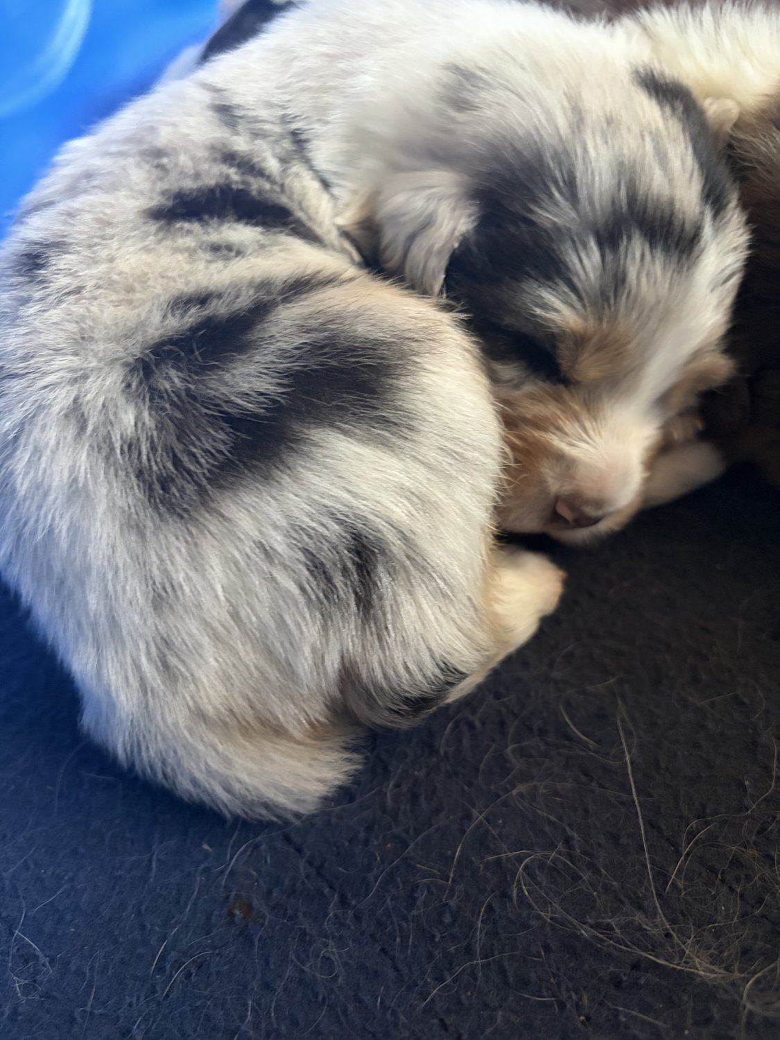 Merle puppy from our September 30, 2026 litter sleeping