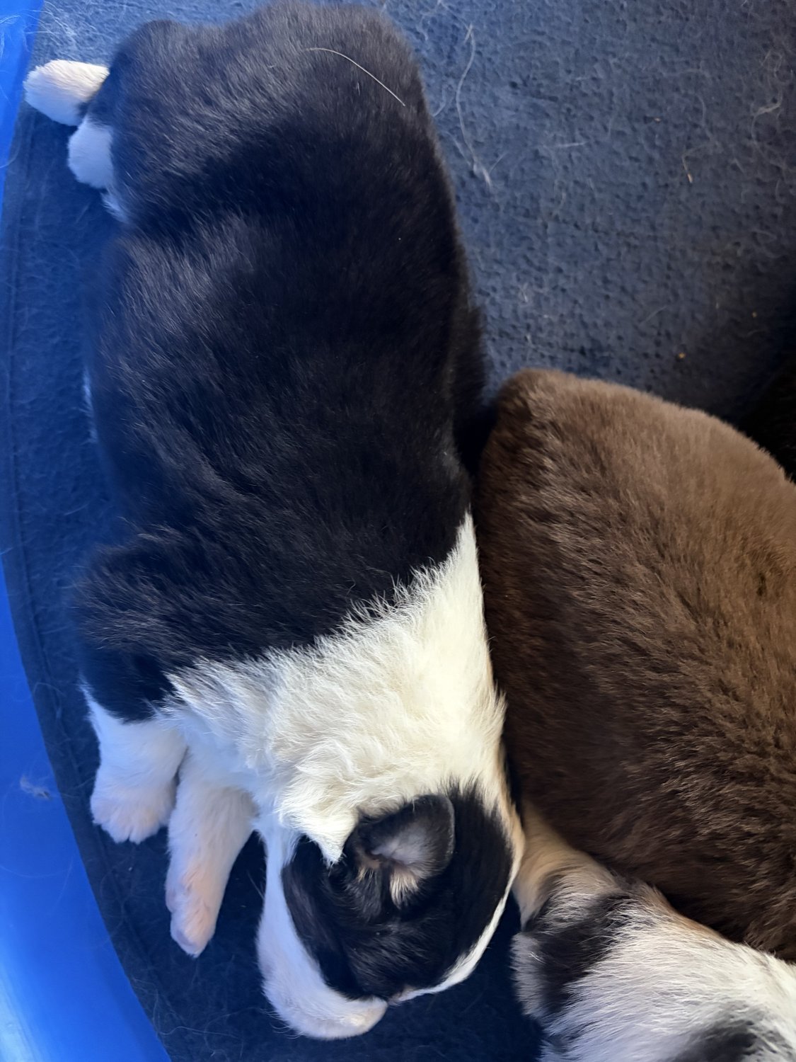 Puppies from our September 30, 2026 litter resting