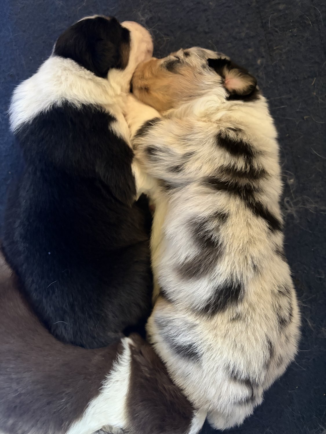 Two puppies from our September 30, 2026 litter resting together